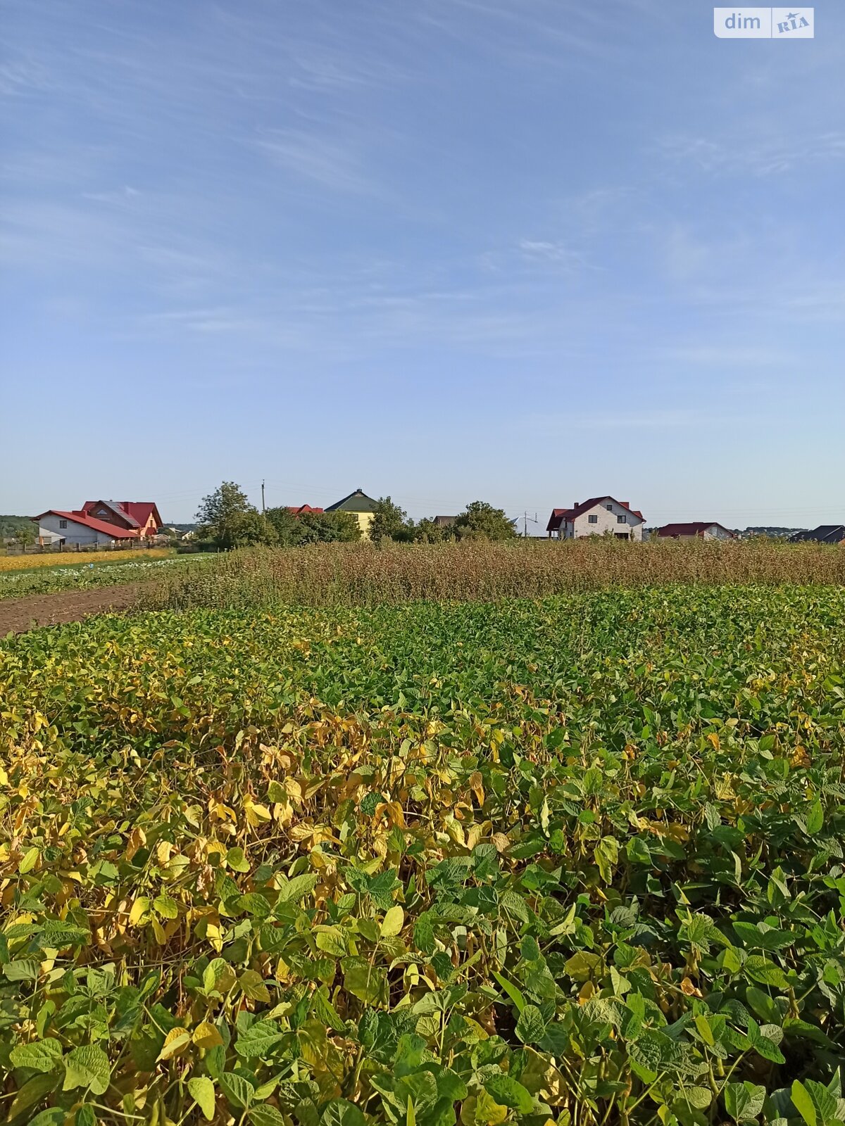 Земельна ділянка під житлову забудову в Великій Березовиці, площа 14.9 сотки фото 1