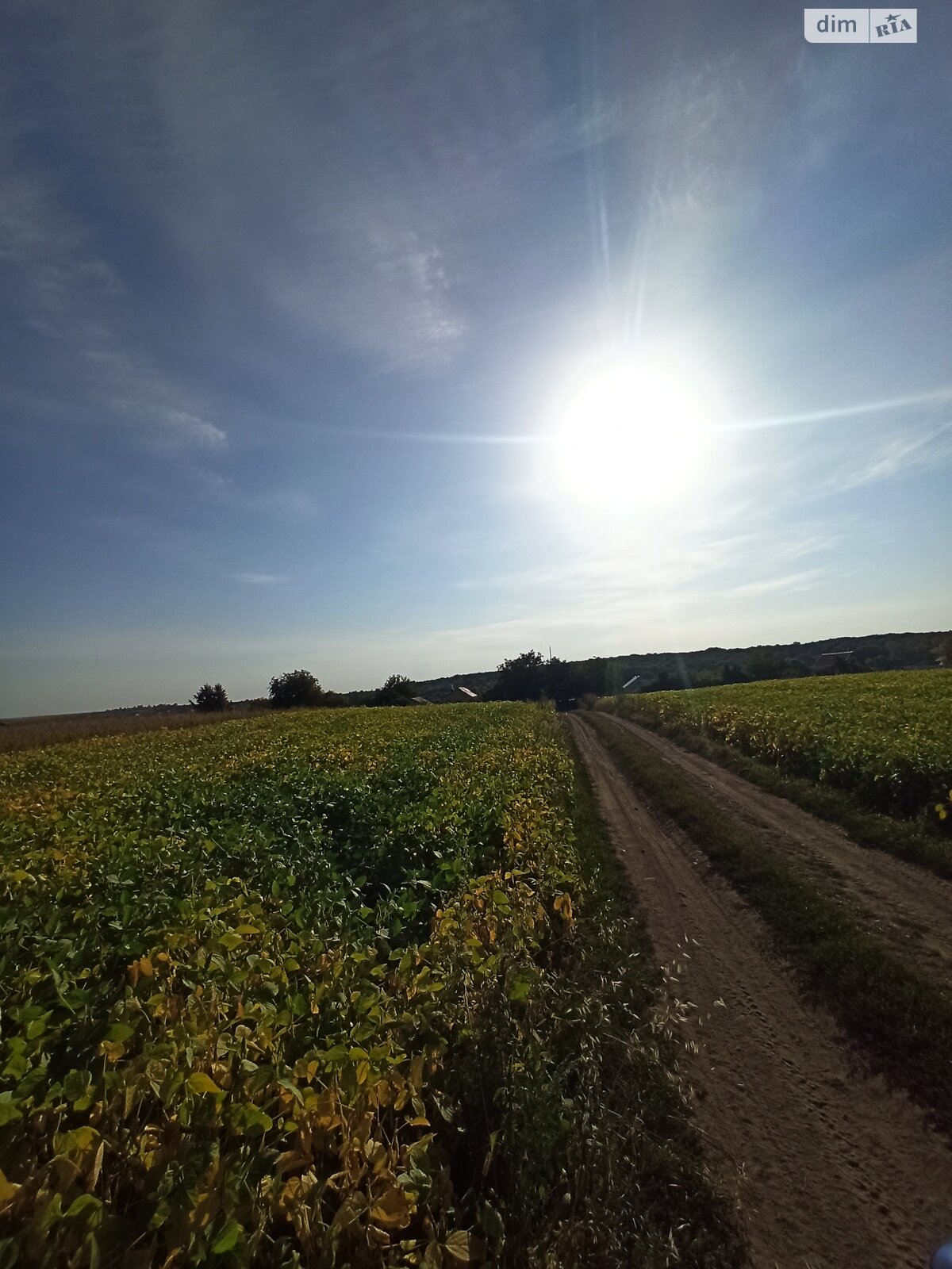 Земельна ділянка під житлову забудову в Великій Березовиці, площа 14.9 сотки фото 1