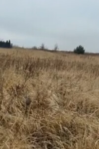 Земельна ділянка під житлову забудову в Великому Дорошеві, площа 26 соток фото 2