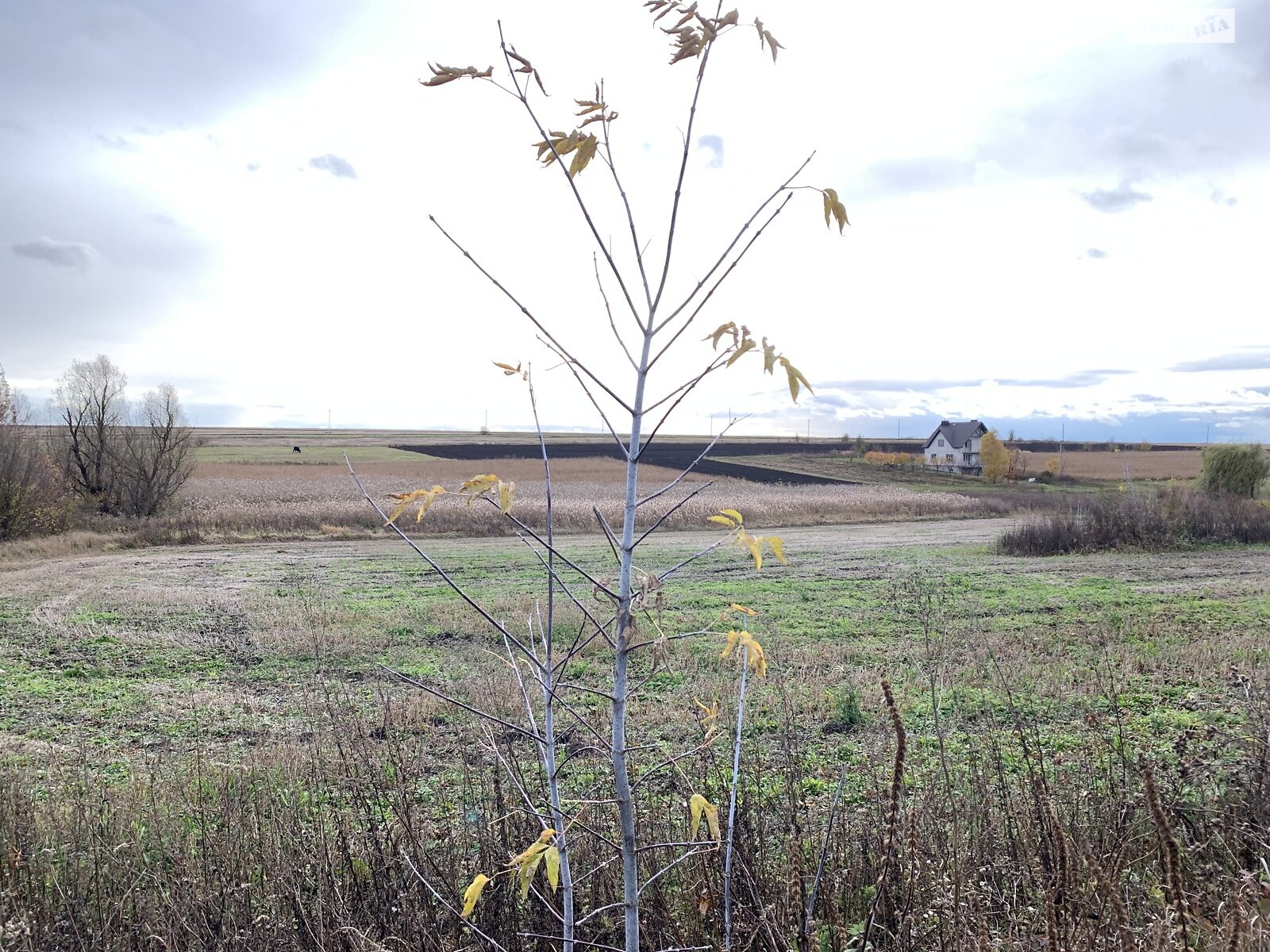 Земельна ділянка під житлову забудову в Великому Ходачкове, площа 60 соток фото 1 Земельна ділянка під житлову забудову в Великому Ходачкове, площа 60 соток фото 1