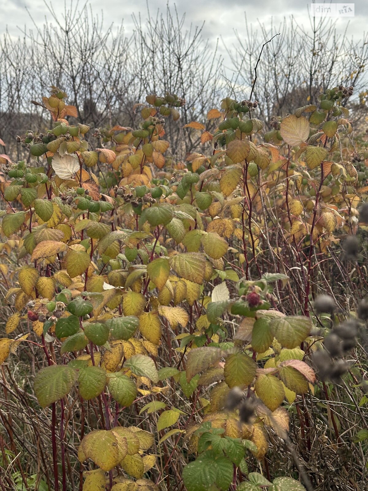 Земельный участок под жилую застройку в Плотыче, площадь 91 сотка фото 1 Земельный участок под жилую застройку в Плотыче, площадь 91 сотка фото 1