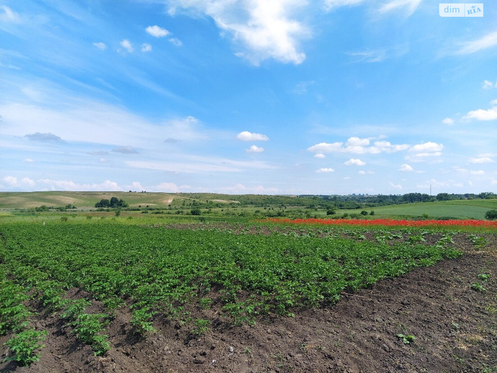 Земельна ділянка під житлову забудову в Великому Житині, площа 8.4 сотки фото 1