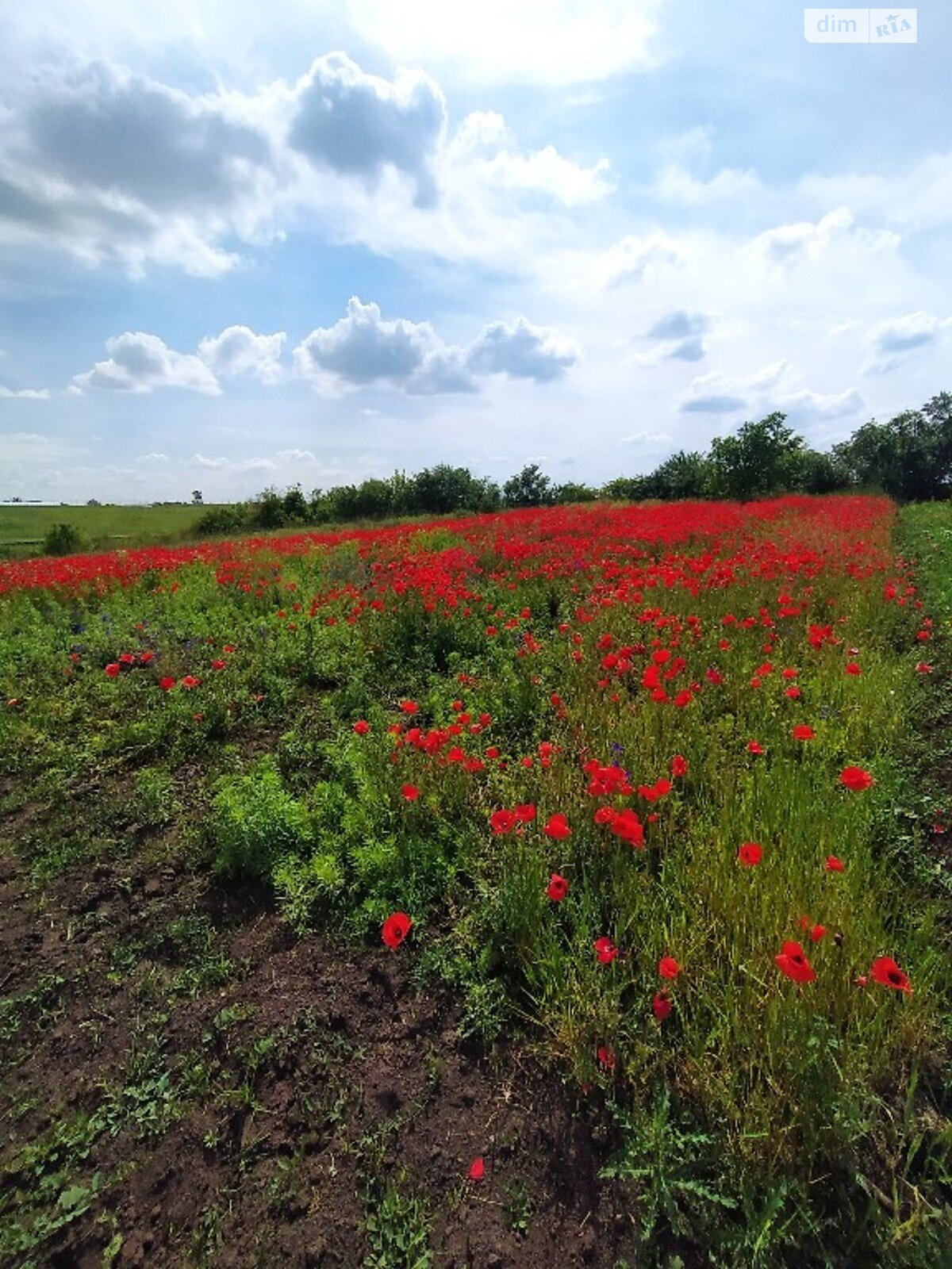 Земельна ділянка під житлову забудову в Великому Житині, площа 8.4 сотки фото 1