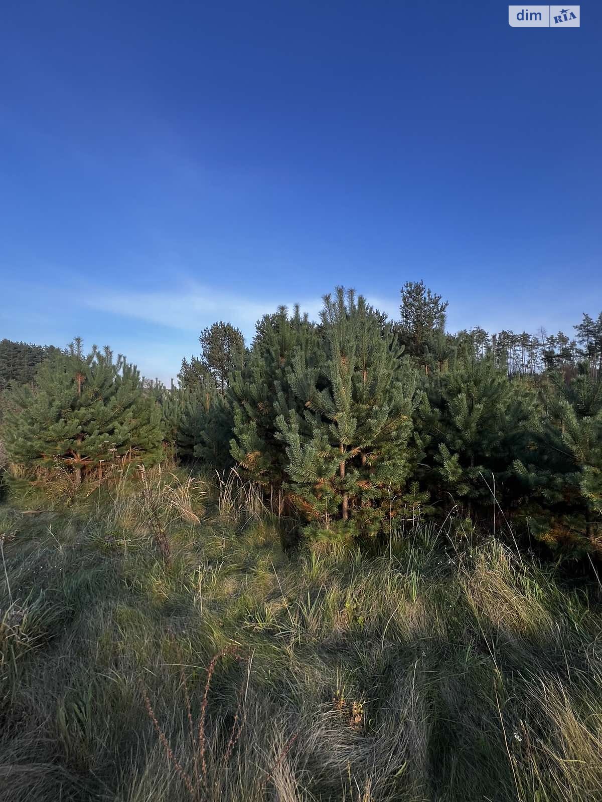 Земельный участок под жилую застройку в Великом Житине, площадь 17.57 сотки фото 1