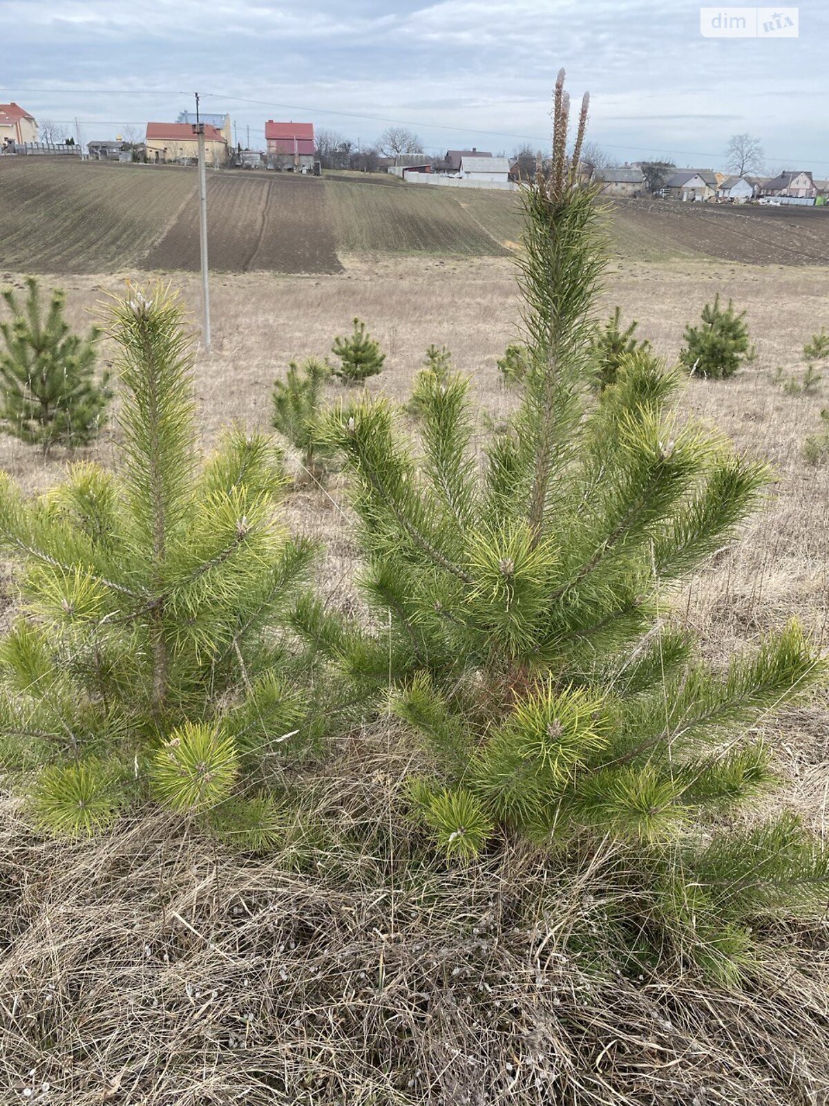Земельный участок под жилую застройку в Великом Житине, площадь 8.28 сотки фото 1