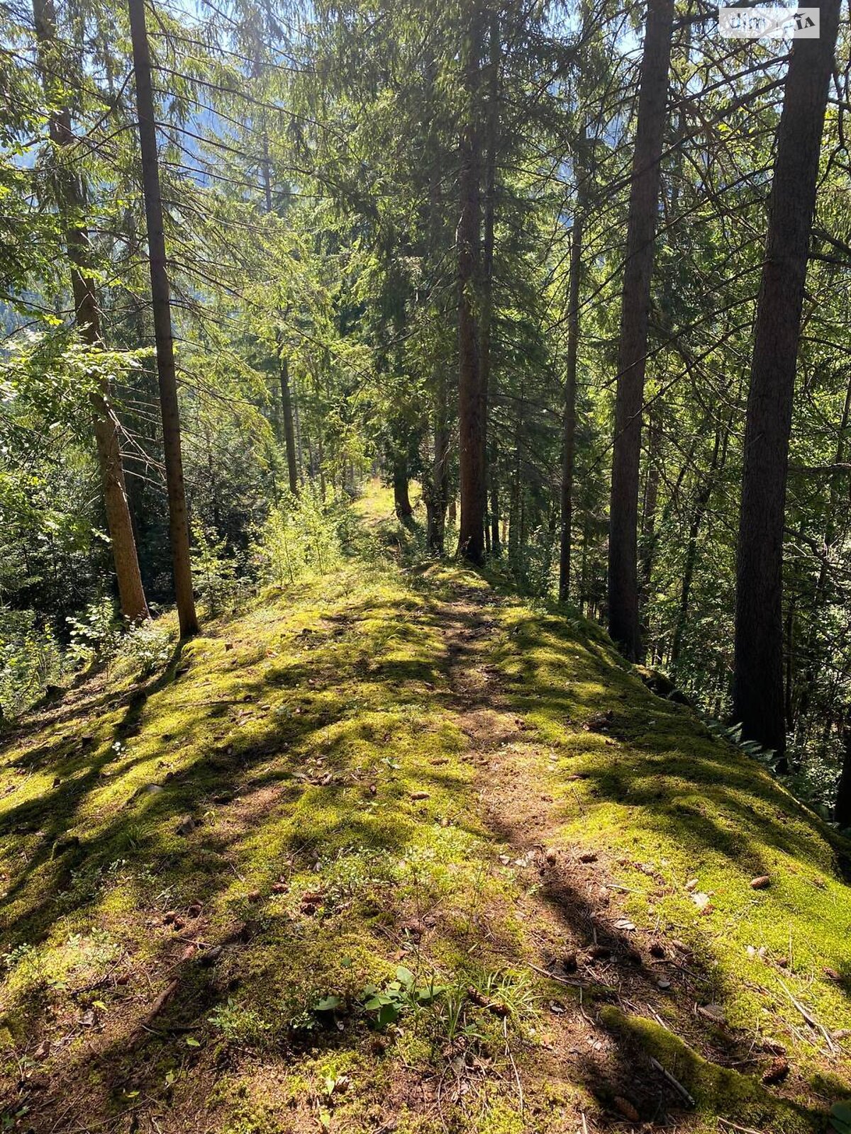 Земля під житлову забудову в Верхньому Ясеневі, площа 80 соток фото 1 Земля під житлову забудову в Верхньому Ясеневі, площа 80 соток фото 1