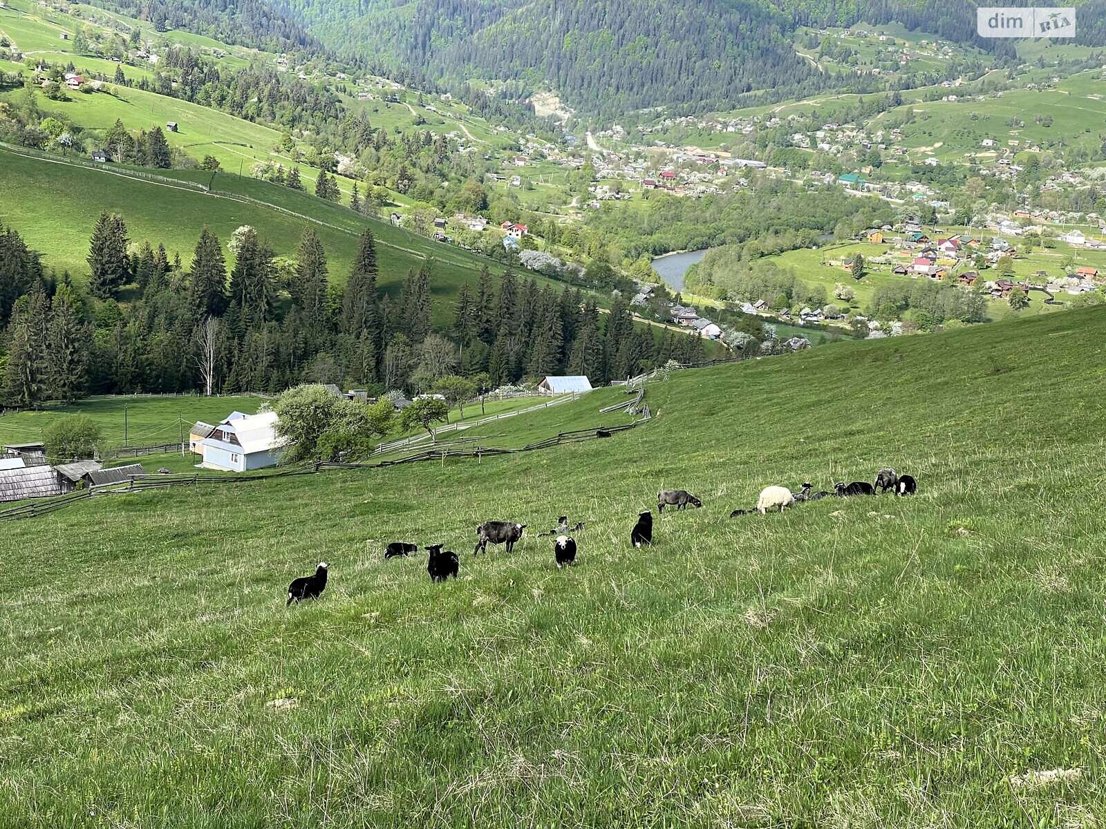 Земля под жилую застройку в Верховине, район Верховина, площадь 2 Га фото 1