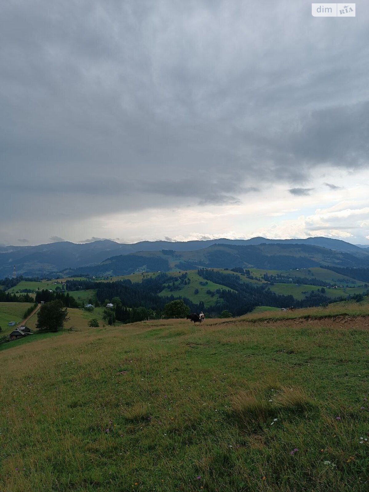 Земля під житлову забудову в Верховині, район Верховина, площа 192.05 сотки фото 1 Земля під житлову забудову в Верховині, район Верховина, площа 192.05 сотки фото 1