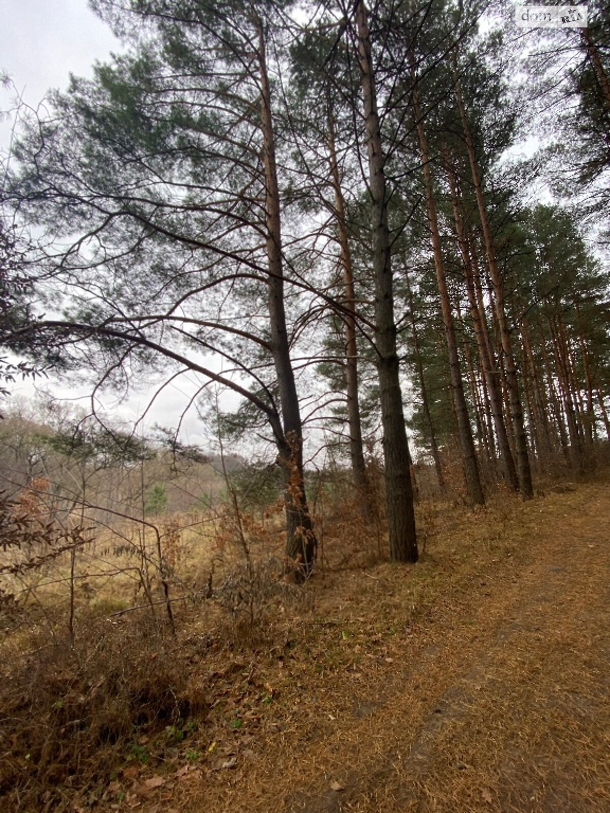 Земельна ділянка під житлову забудову в Прибузькому, площа 200 соток фото 1