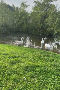 Земля під житлову забудову в Вінниці, район Вишенька, площа 26 соток фото 2