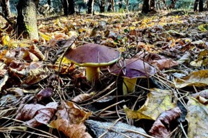 Земельна ділянка під житлову забудову в Ясногородці, площа 12 соток фото 2