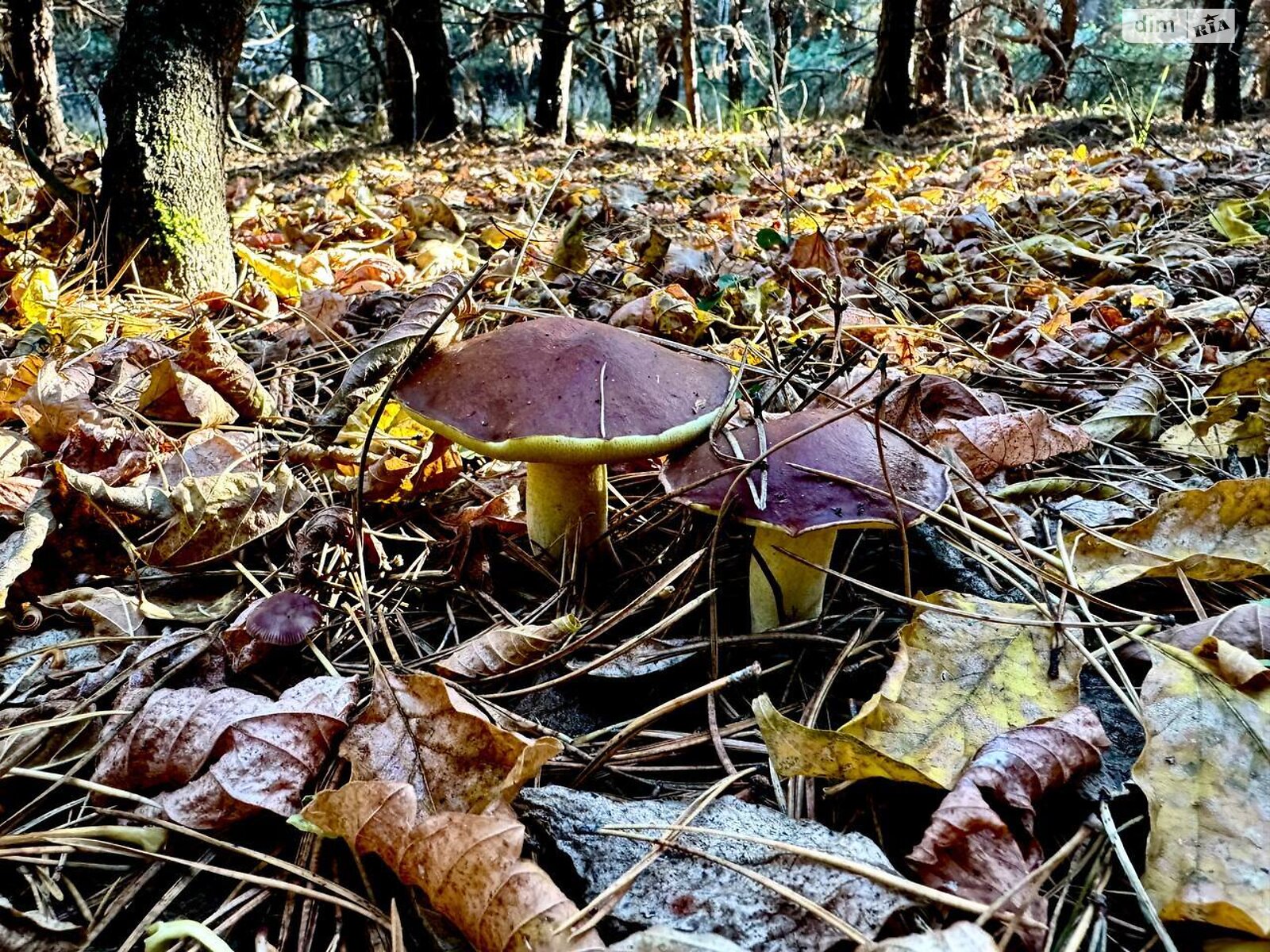 Земельна ділянка під житлову забудову в Ясногородці, площа 12 соток фото 1