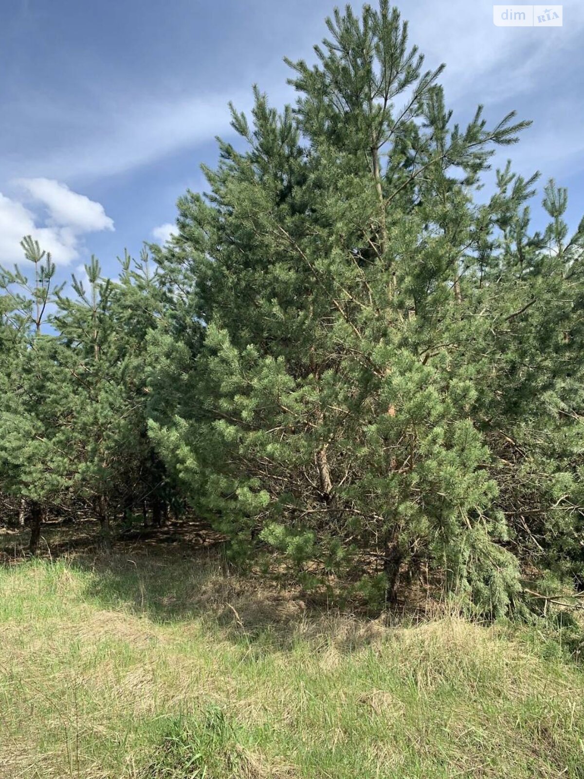 Земельна ділянка під житлову забудову в Ясногородці, площа 12 соток фото 1