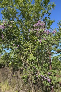Земля під житлову забудову в Запоріжжі, район Великий Луг, площа 100 кв.м фото 1 Земля під житлову забудову в Запоріжжі, район Великий Луг, площа 100 кв.м фото 1