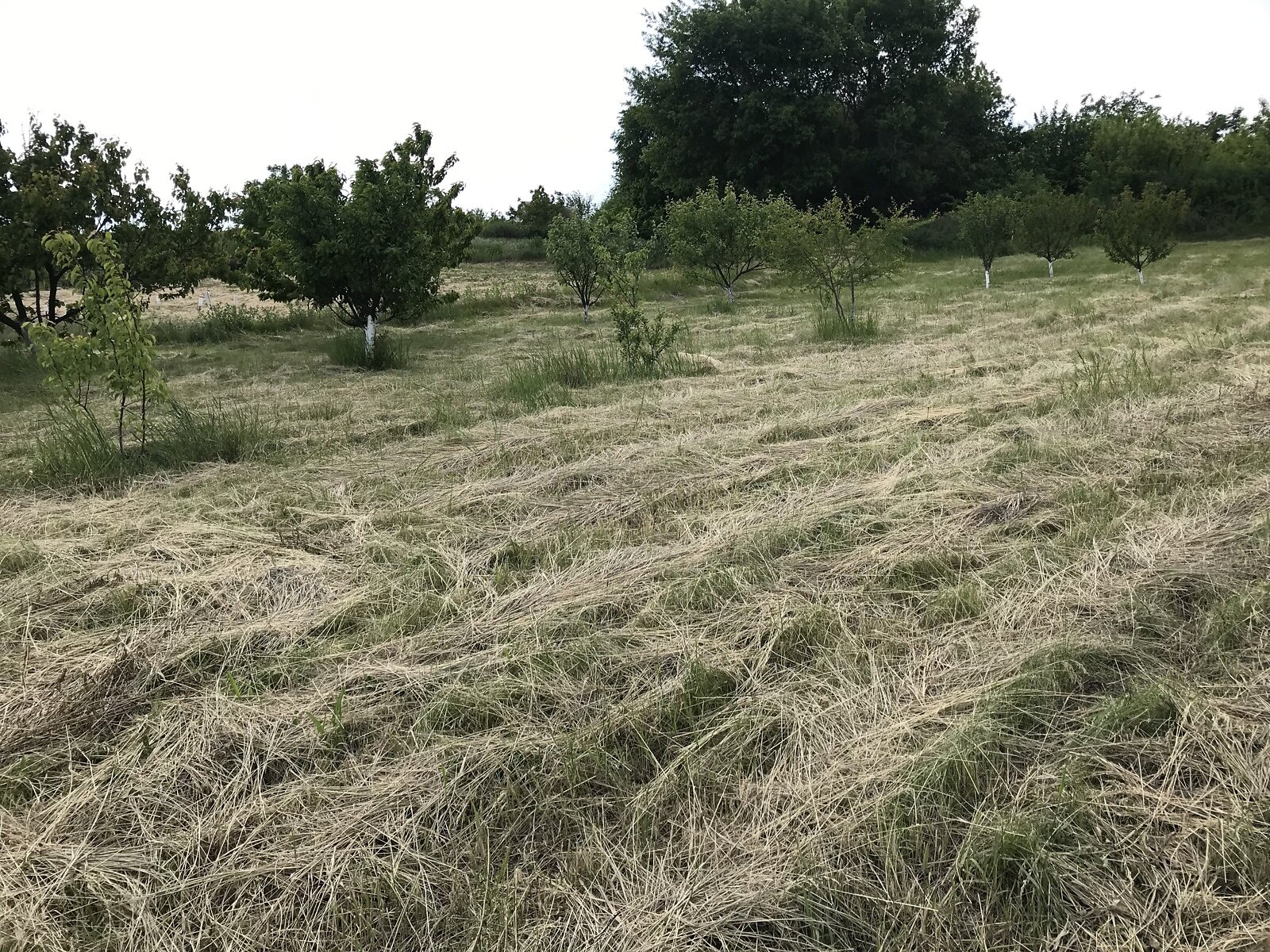 Земельный участок под жилую застройку в Звонецком, площадь 20 соток фото 1