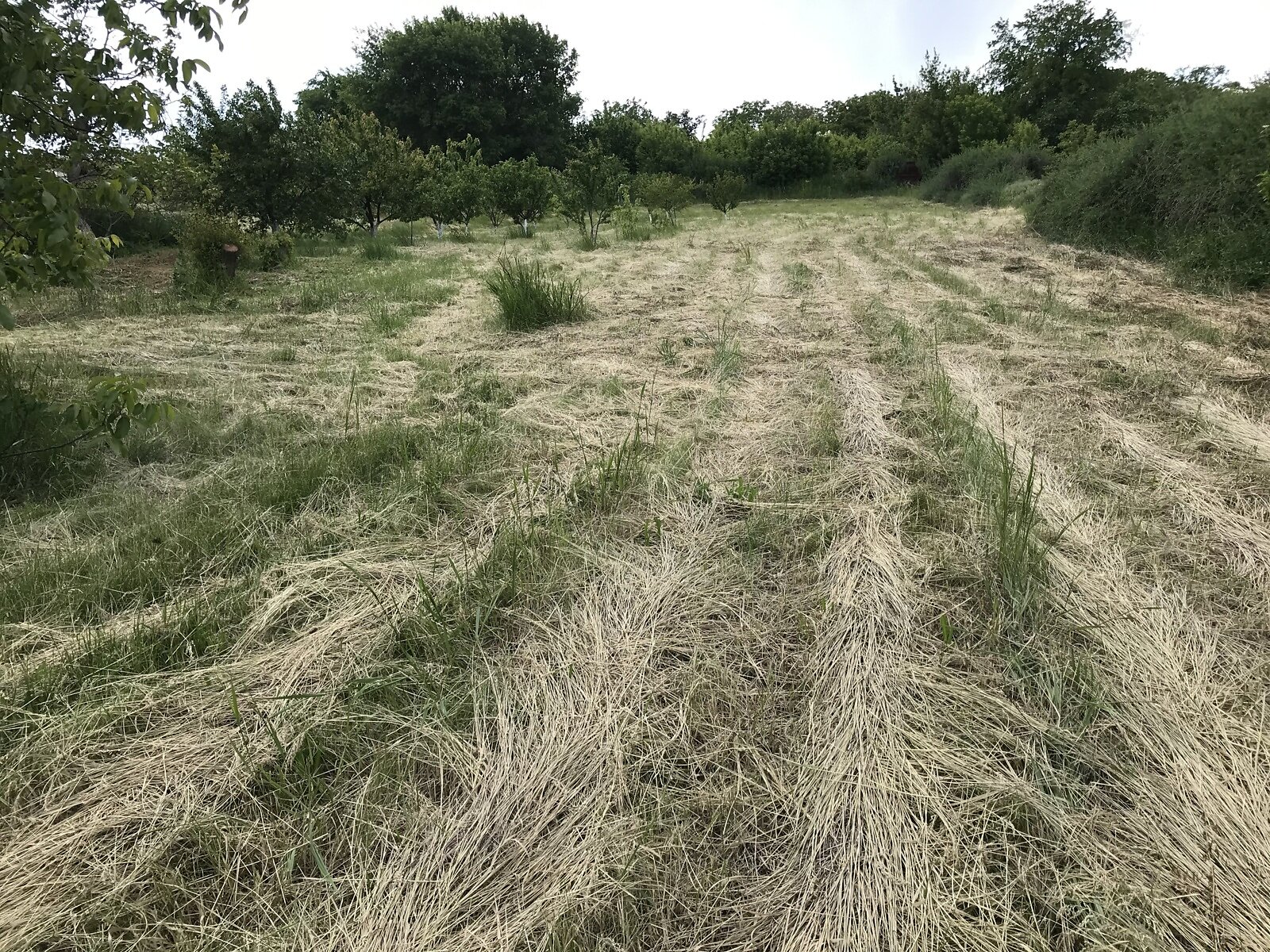 Земельный участок под жилую застройку в Звонецком, площадь 20 соток фото 1