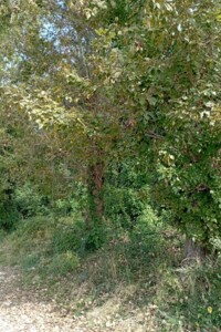 Земельна ділянка комерційного призначення в Бориславі, площа 0.0059 Га фото 1