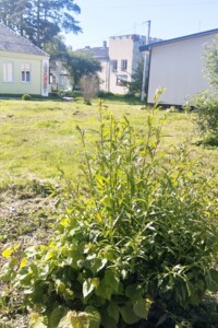Земельна ділянка комерційного призначення в Олешині, площа 0.01 Га фото 2