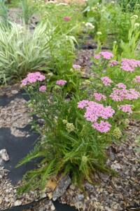 Земельный участок коммерческого назначения в Песчанке, площадь 5 соток фото 2 Земельный участок коммерческого назначения в Песчанке, площадь 5 соток фото 2