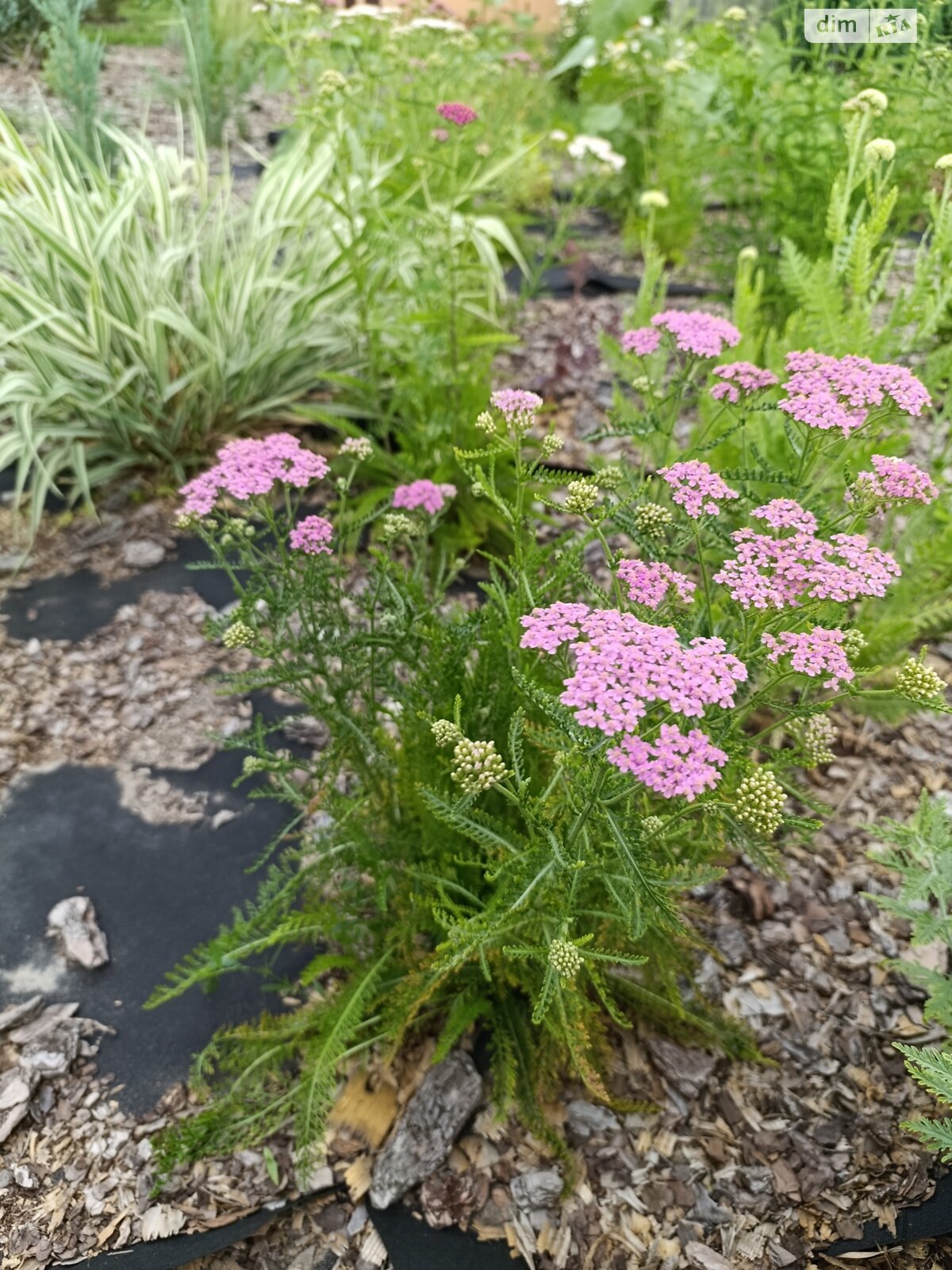 Земельный участок коммерческого назначения в Песчанке, площадь 5 соток фото 1 Земельный участок коммерческого назначения в Песчанке, площадь 5 соток фото 1