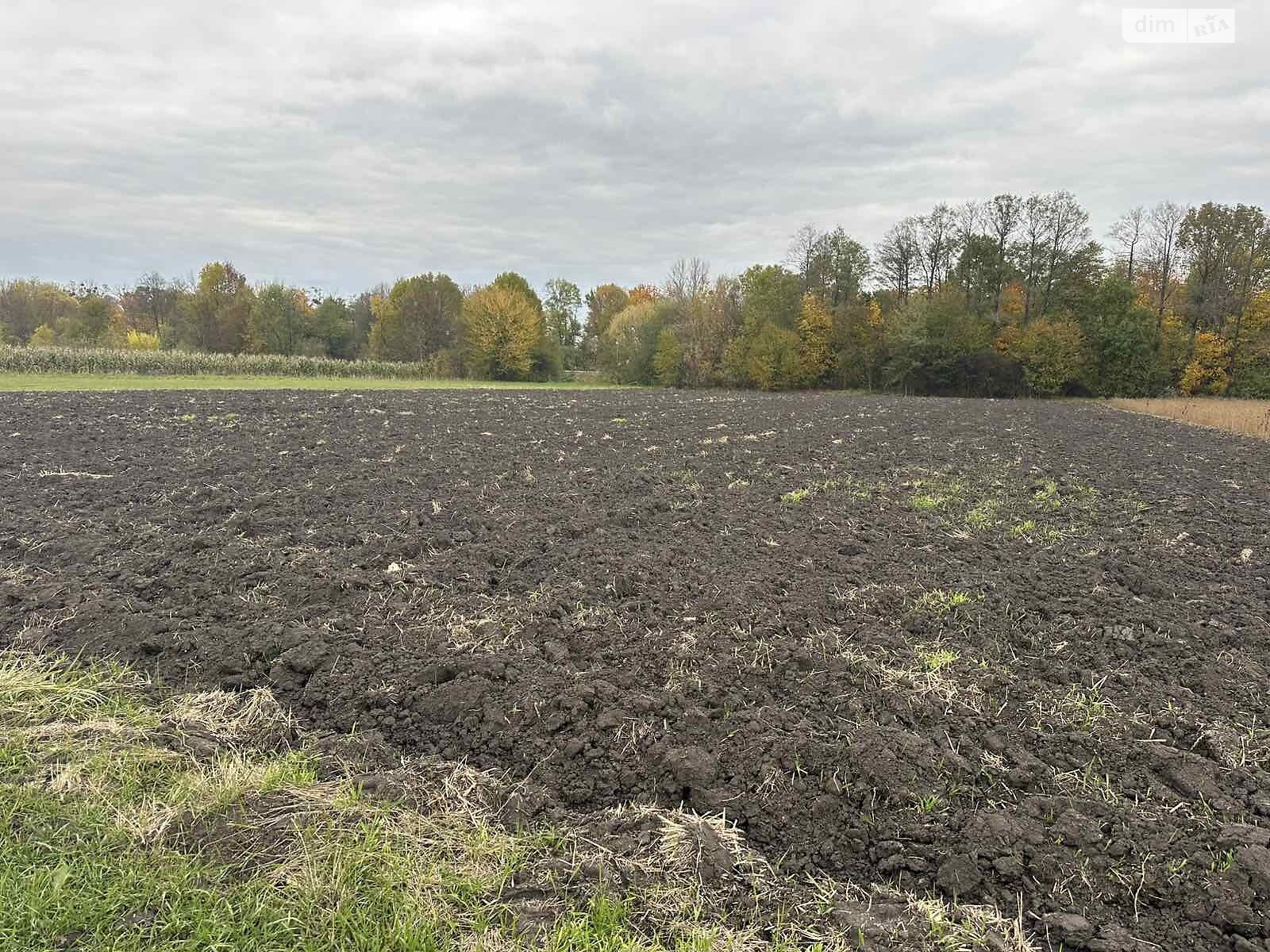 Земельный участок коммерческого назначения в Петрике, площадь 25 соток фото 1 Земельный участок коммерческого назначения в Петрике, площадь 25 соток фото 1