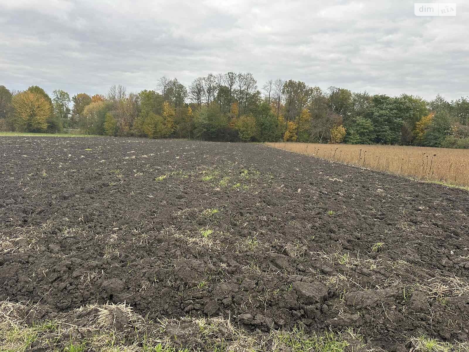 Земельный участок коммерческого назначения в Петрике, площадь 25 соток фото 1 Земельный участок коммерческого назначения в Петрике, площадь 25 соток фото 1