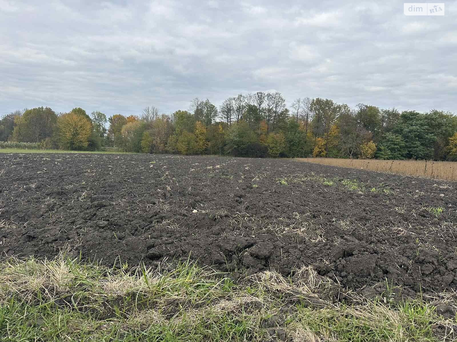 Земельный участок коммерческого назначения в Петрике, площадь 25 соток фото 1 Земельный участок коммерческого назначения в Петрике, площадь 25 соток фото 1