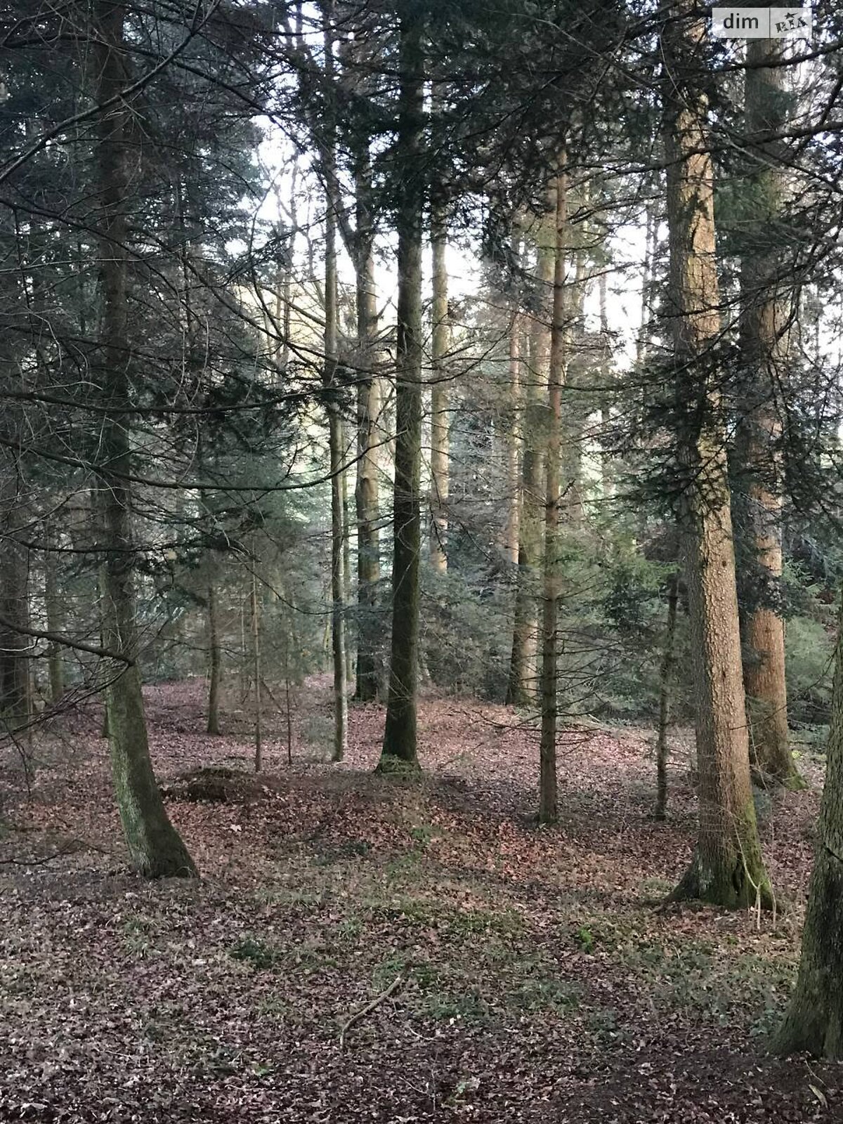 Земельна ділянка комерційного призначення в Поляна, площа 81 сотка фото 1 Земельна ділянка комерційного призначення в Поляна, площа 81 сотка фото 1