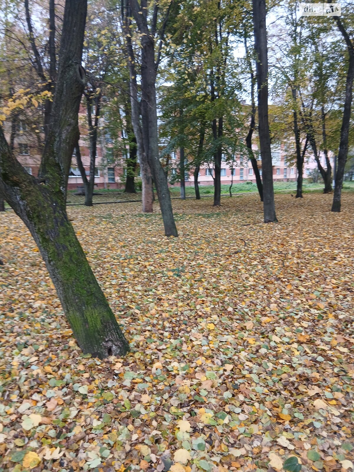 Земельный участок коммерческого назначения в Сатанове, площадь 45 соток фото 1