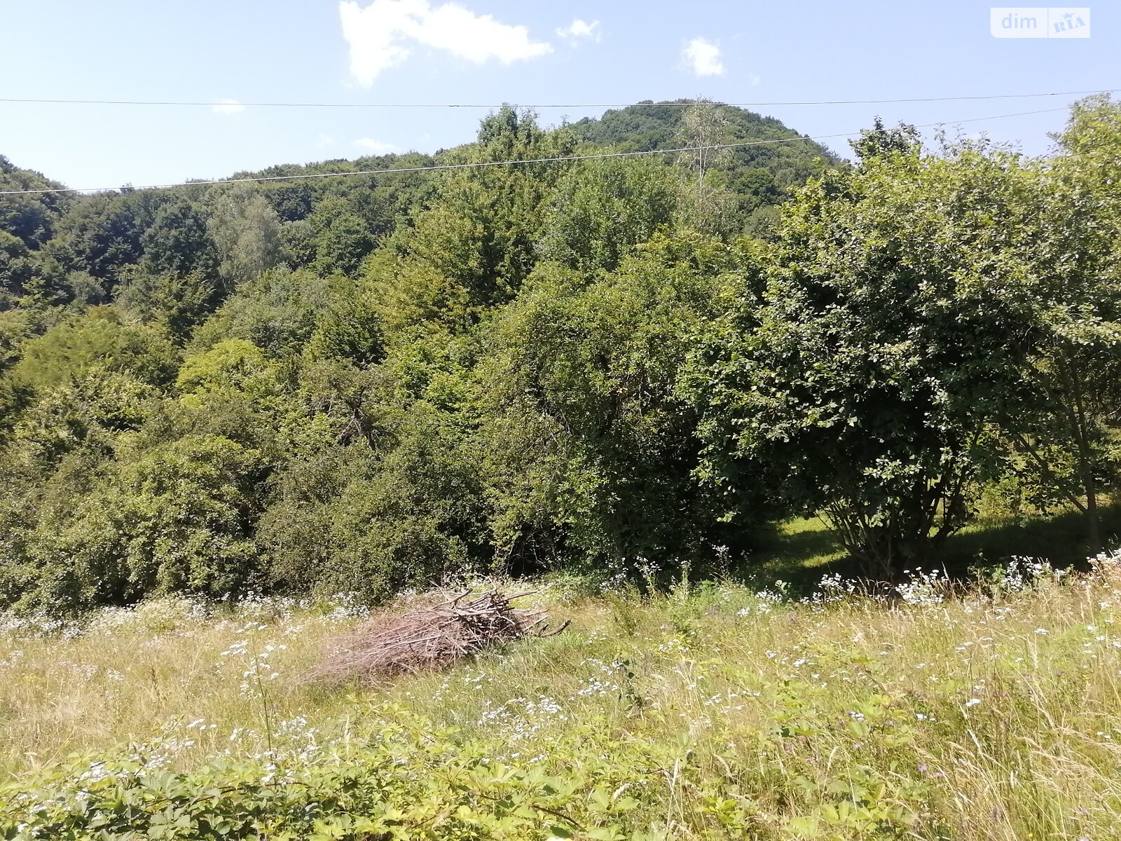 Земельна ділянка комерційного призначення в Шаяні, площа 81 сотка фото 1 Земельна ділянка комерційного призначення в Шаяні, площа 81 сотка фото 1