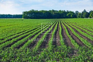 Земельный участок сельскохозяйственного назначения в Андреевке, площадь 100 соток фото 1 Земельный участок сельскохозяйственного назначения в Андреевке, площадь 100 соток фото 1