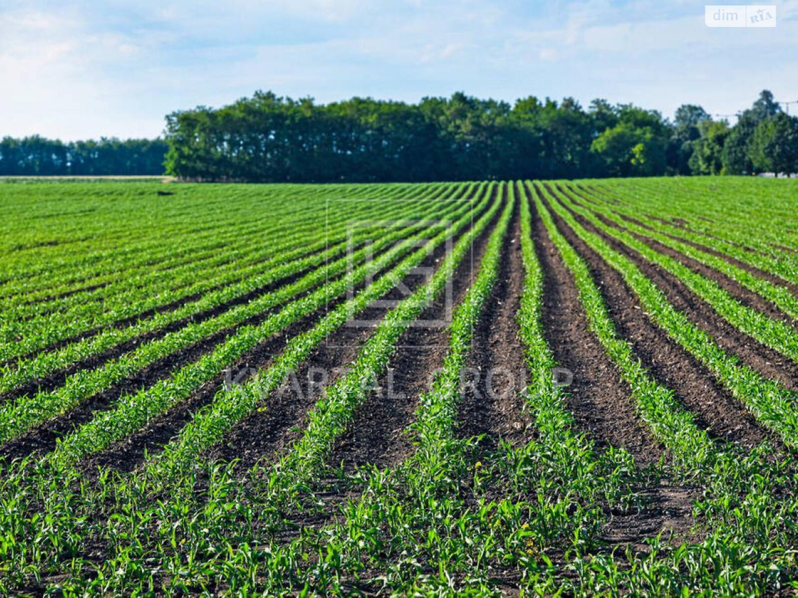 Земельный участок сельскохозяйственного назначения в Андреевке, площадь 100 соток фото 1 Земельный участок сельскохозяйственного назначения в Андреевке, площадь 100 соток фото 1