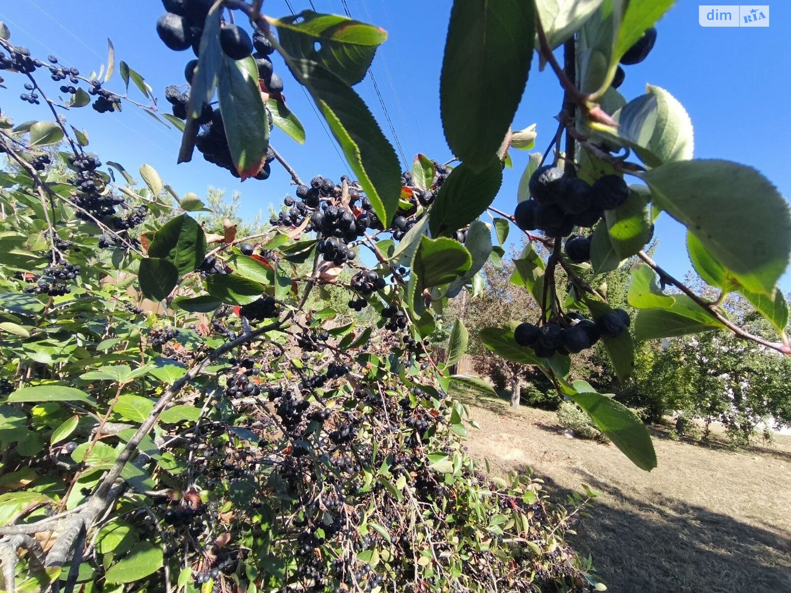 Земельный участок сельскохозяйственного назначения в Андреевке, площадь 6.02 сотки фото 1
