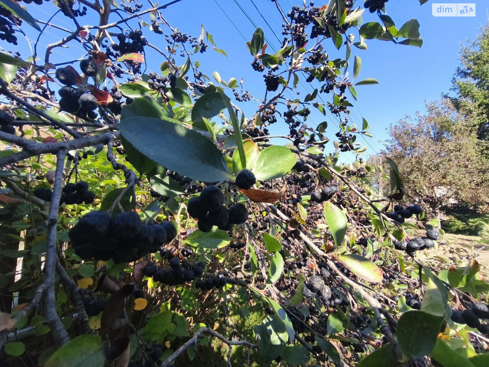Земельный участок сельскохозяйственного назначения в Андреевке, площадь 6.02 сотки фото 1