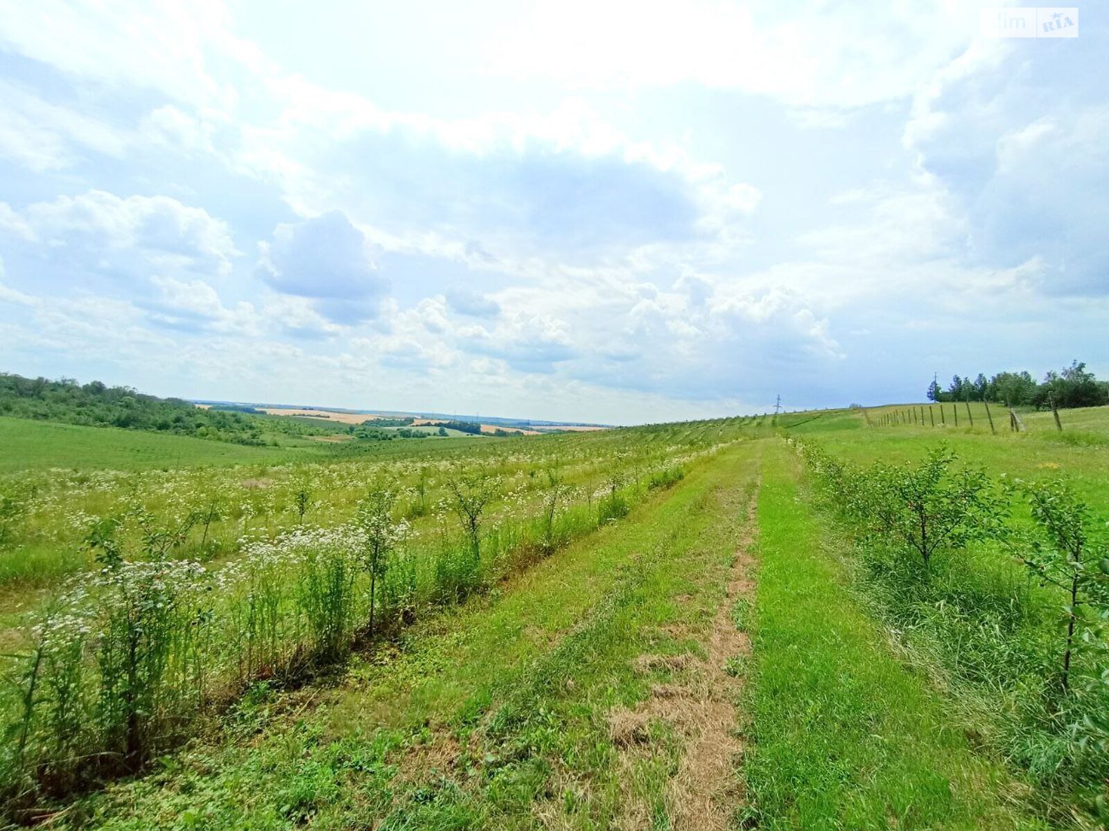 Земельна ділянка сільськогосподарського призначення в Антонівці, площа 30 Га фото 1