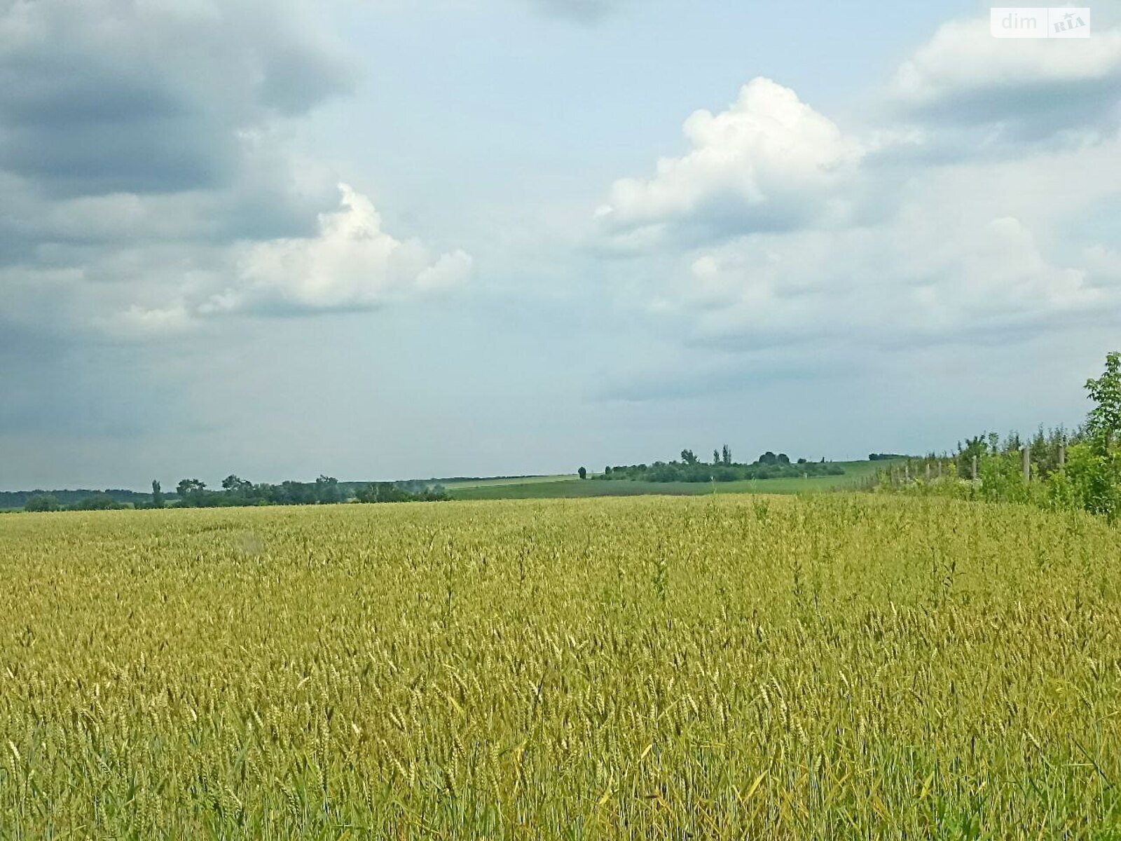 Земельный участок сельскохозяйственного назначения в Антоновцах, площадь 30 Га фото 1