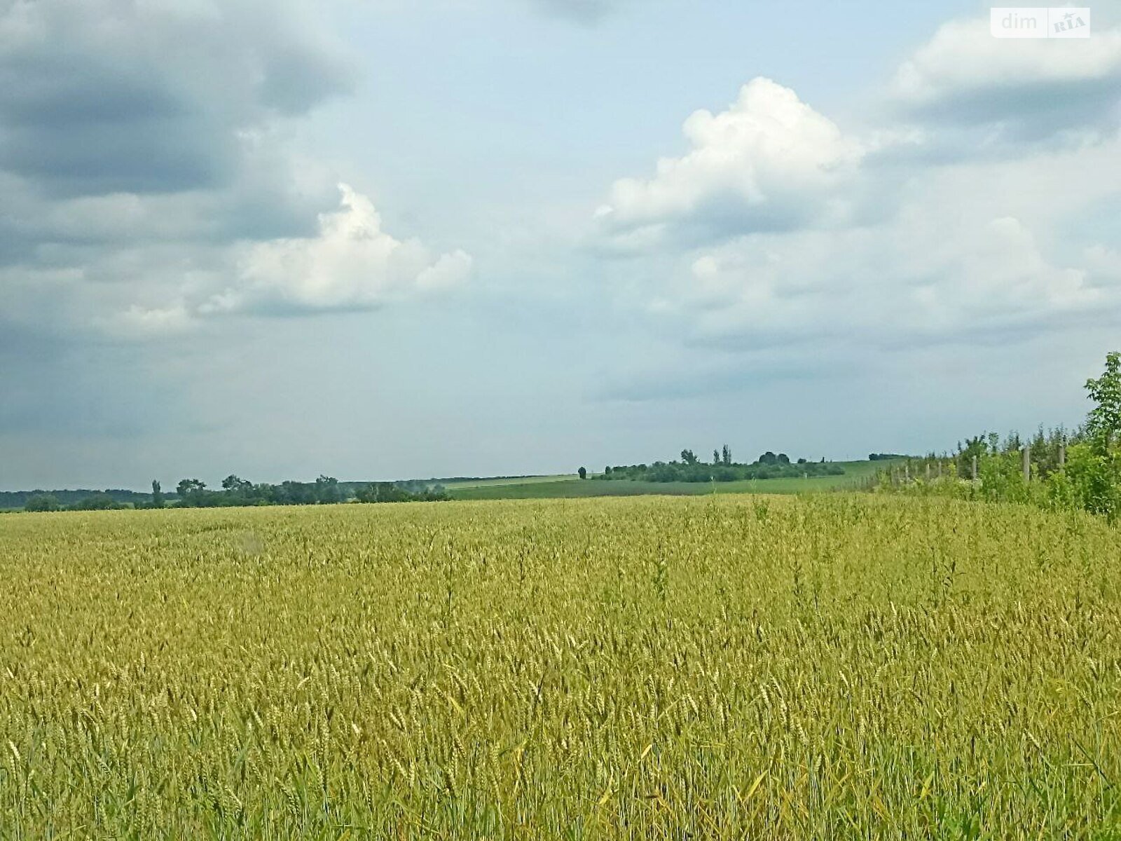 Земельна ділянка сільськогосподарського призначення в Антонівці, площа 30 Га фото 1