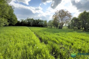 Земельна ділянка сільськогосподарського призначення в Березівці, площа 23 сотки фото 2