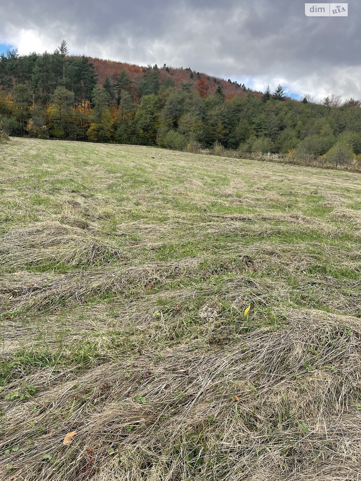 Земельный участок сельскохозяйственного назначения в Богородчанах, площадь 73 сотки фото 1 Земельный участок сельскохозяйственного назначения в Богородчанах, площадь 73 сотки фото 1