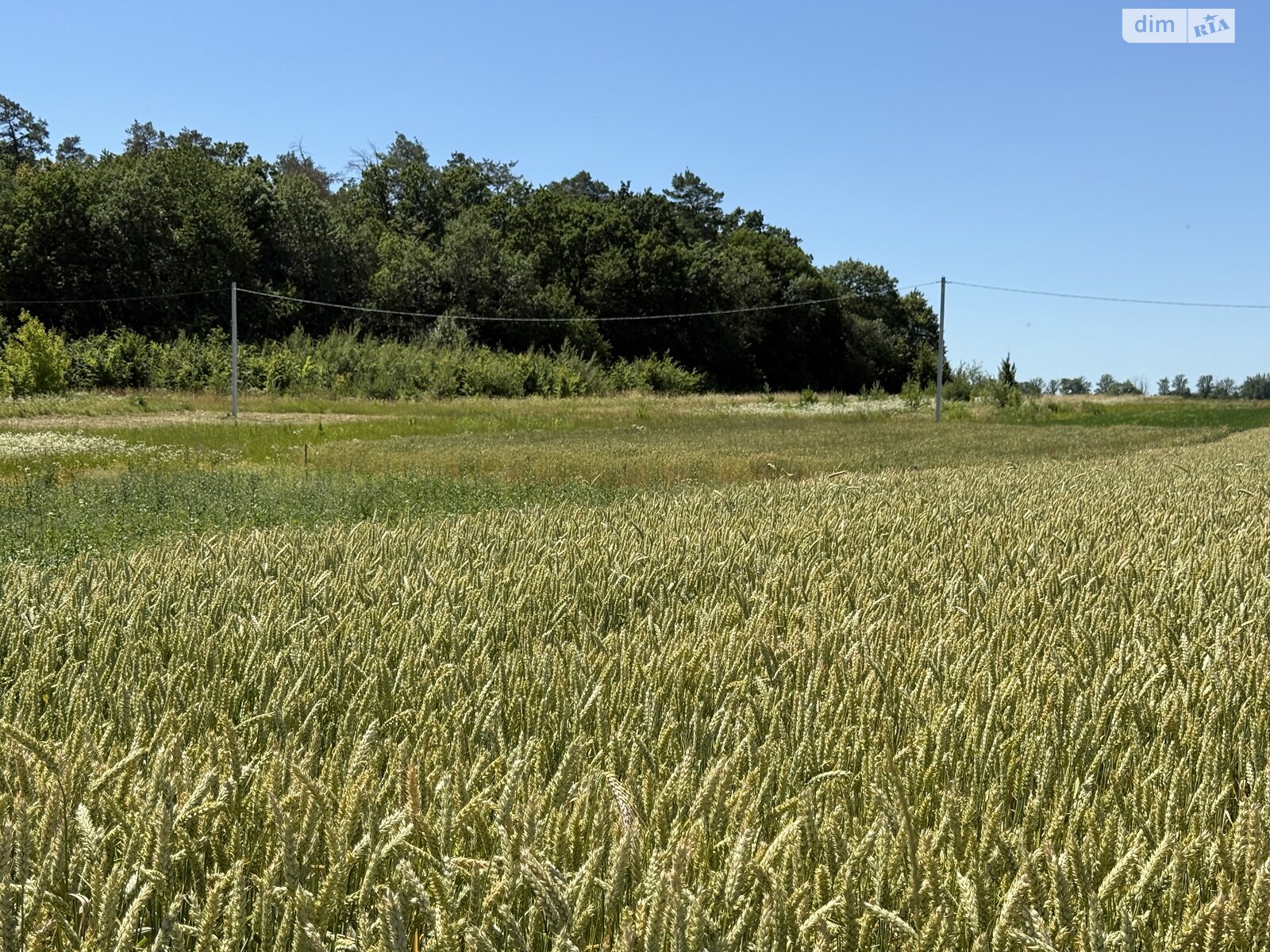 Земельный участок сельскохозяйственного назначения в Бохониках, площадь 20 соток фото 1 Земельный участок сельскохозяйственного назначения в Бохониках, площадь 20 соток фото 1