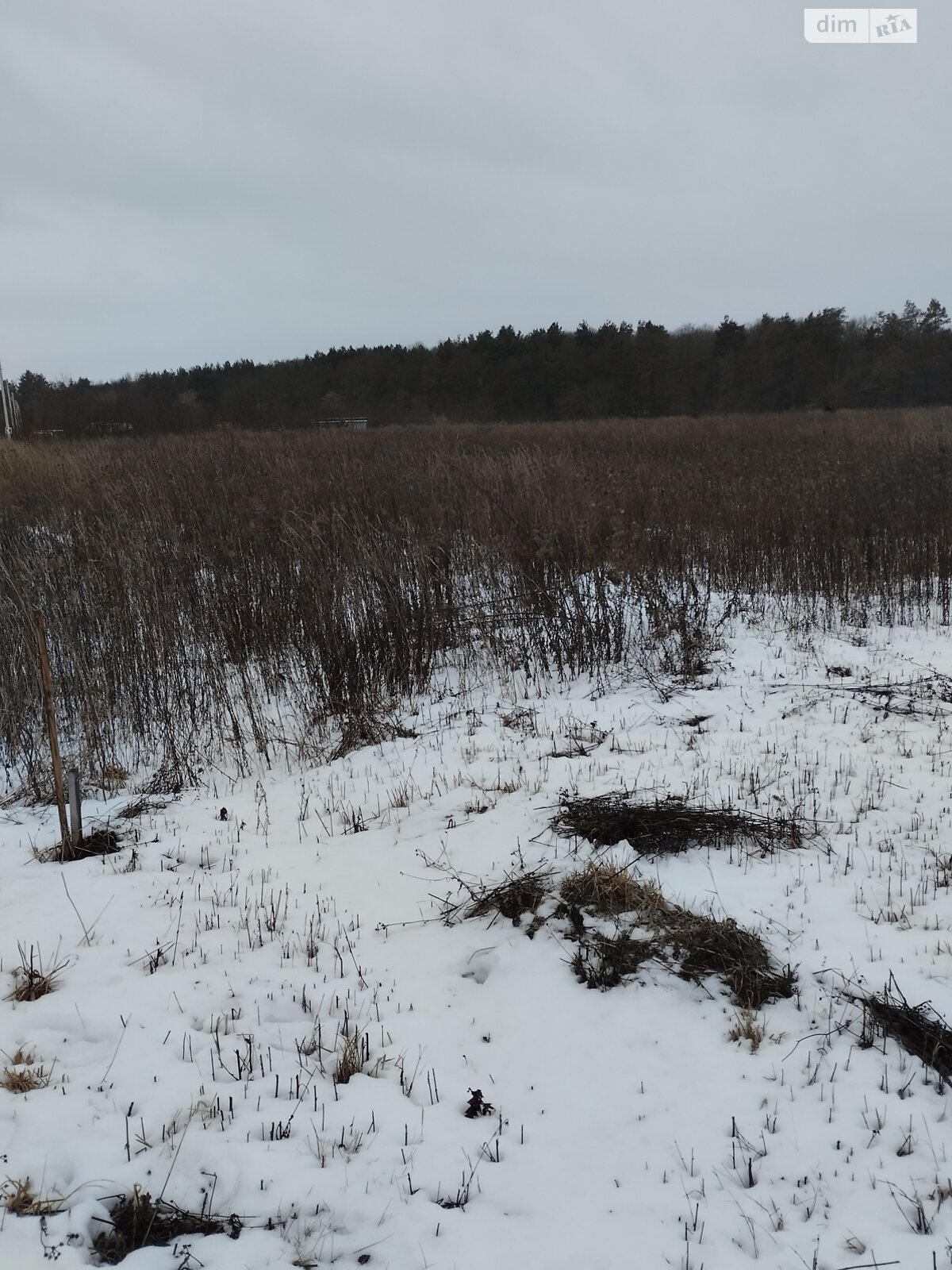 Земельна ділянка сільськогосподарського призначення в Шкуринцях, площа 8 соток фото 1