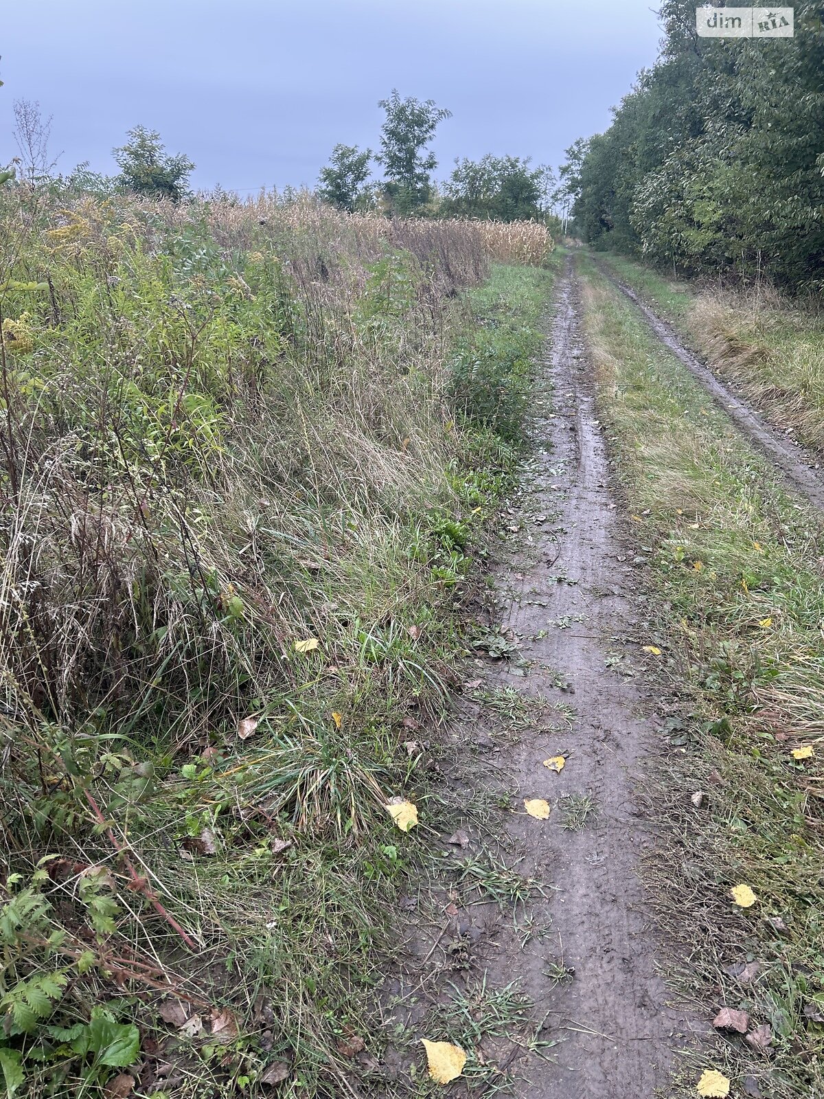Земельна ділянка сільськогосподарського призначення в Бохониках, площа 6 соток фото 1 Земельна ділянка сільськогосподарського призначення в Бохониках, площа 6 соток фото 1
