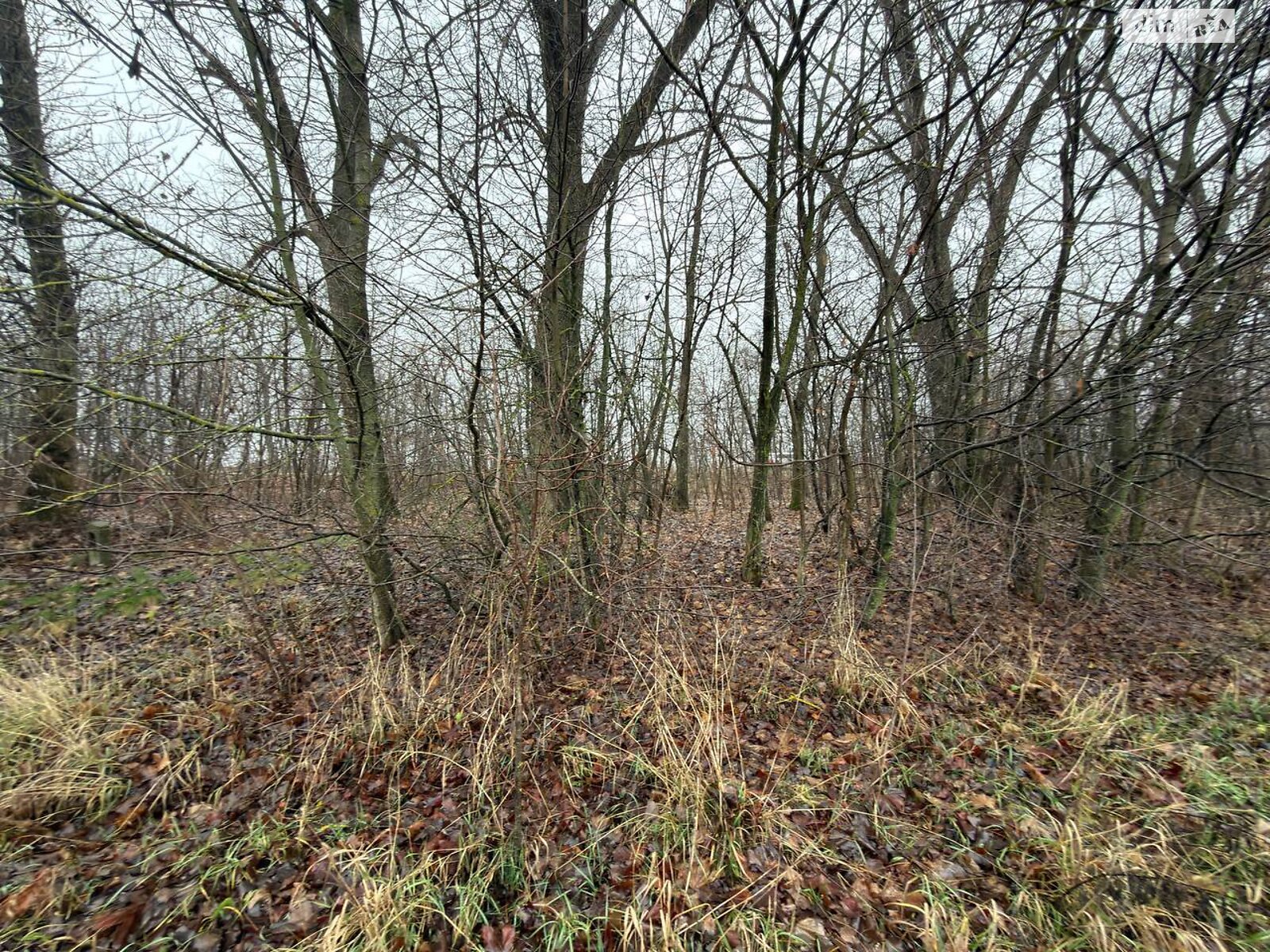 Земельный участок сельскохозяйственного назначения в Бохониках, площадь 6 соток фото 1