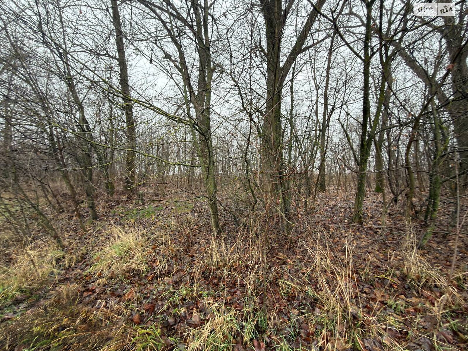 Земельный участок сельскохозяйственного назначения в Бохониках, площадь 6 соток фото 1