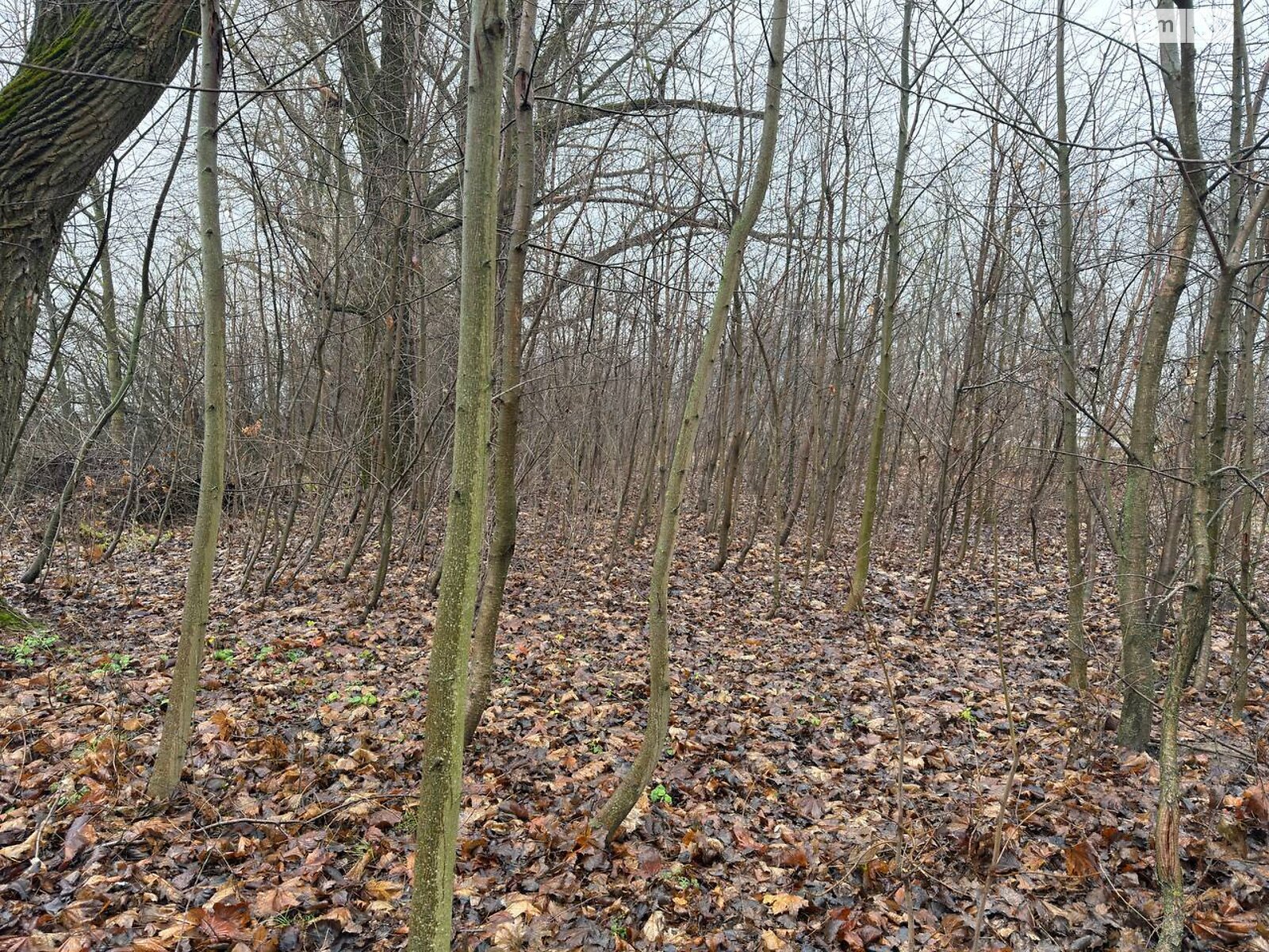 Земельный участок сельскохозяйственного назначения в Бохониках, площадь 6 соток фото 1