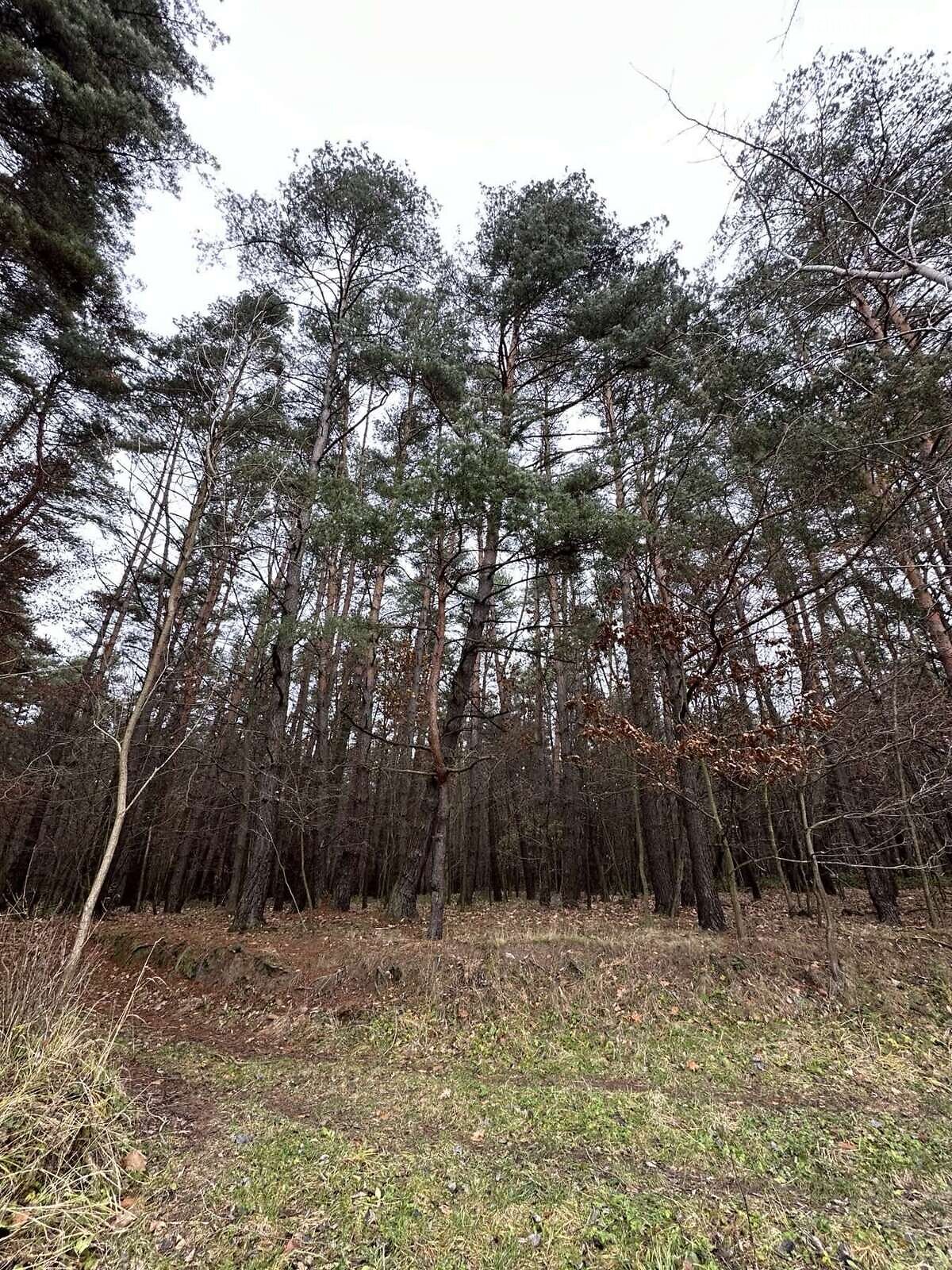 Земельна ділянка сільськогосподарського призначення в Бірках, площа 33.19 сотки фото 1