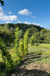 Земельный участок сельскохозяйственного назначения в Брюховичах, площадь 0.0592 Га фото 2