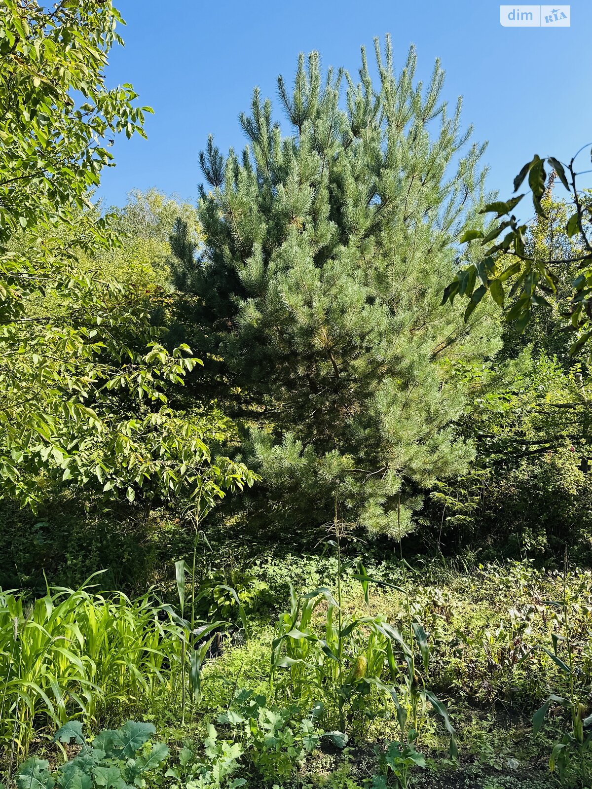 Земельна ділянка сільськогосподарського призначення в Брюховичах, площа 5.9 сотки фото 1