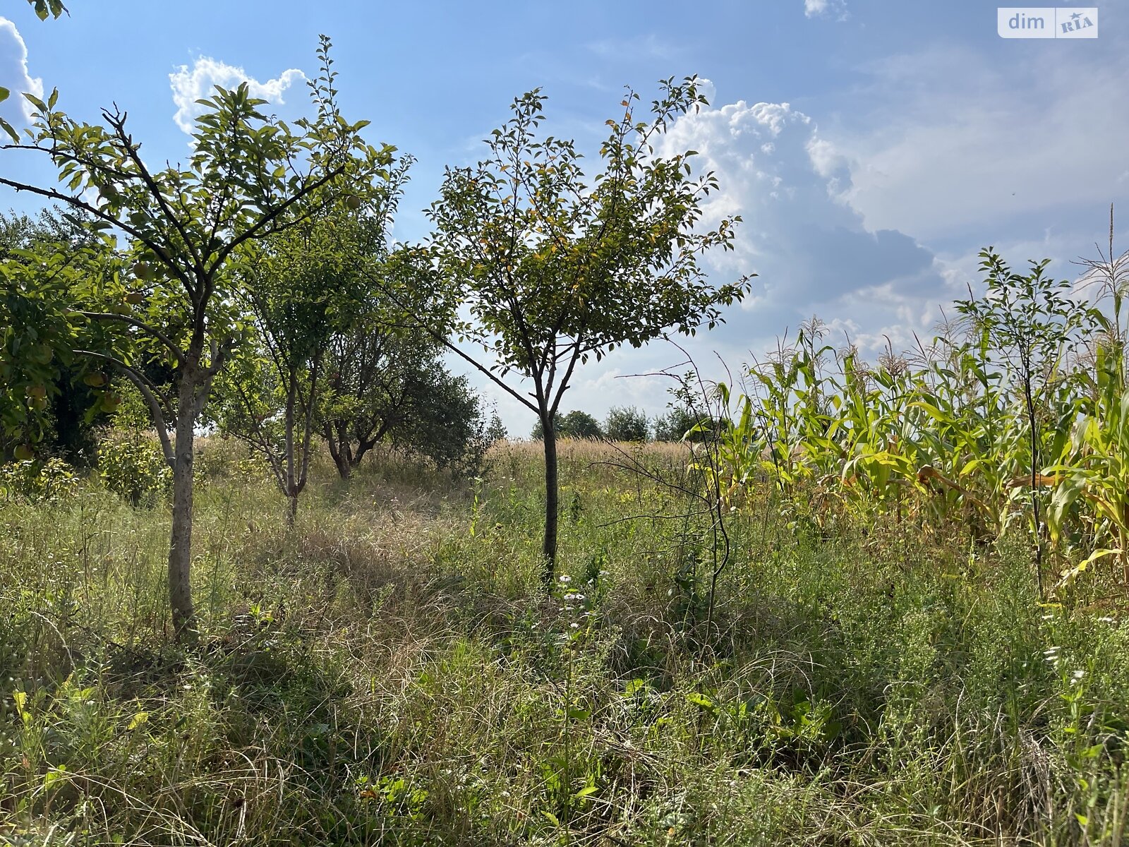 Земельна ділянка сільськогосподарського призначення в Буцневі, площа 12 соток фото 1