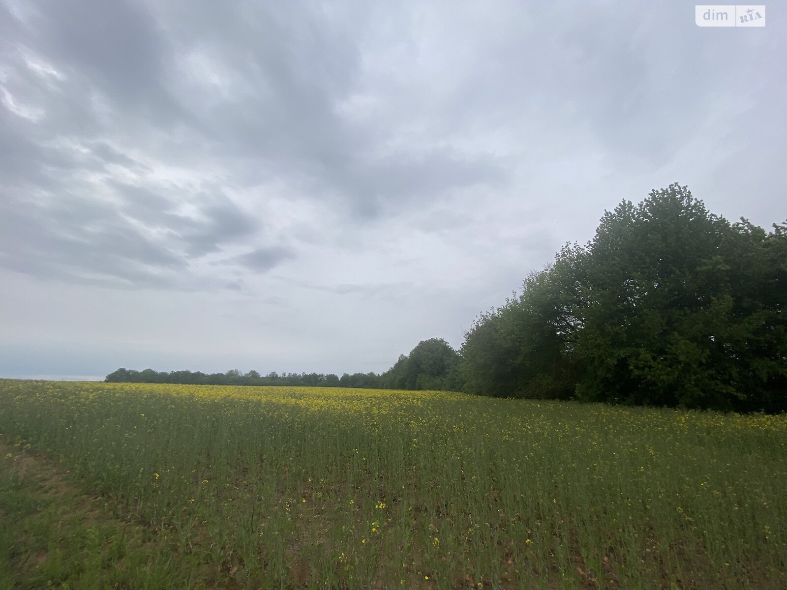 Земельна ділянка сільськогосподарського призначення в Черемошне, площа 2 Га фото 1 Земельна ділянка сільськогосподарського призначення в Черемошне, площа 2 Га фото 1